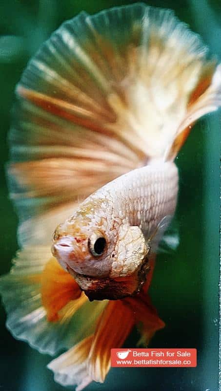 Betta fish OHM Super Gold Dragon - Image 7