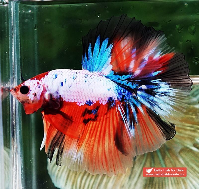 Betta fish OHM Multicolor Fancy Candy - Image 3