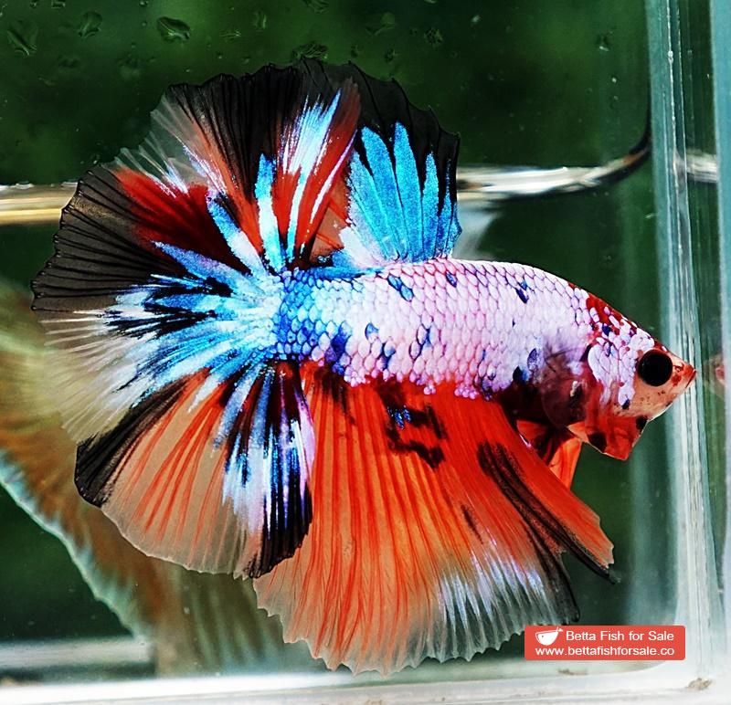 Betta fish OHM Multicolor Fancy Candy - Image 2