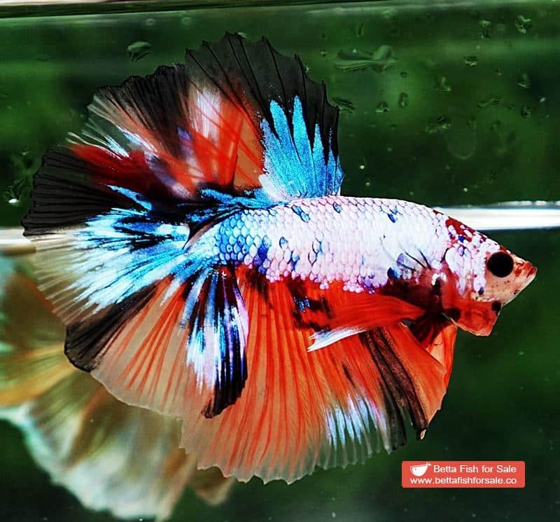 Betta fish OHM Multicolor Fancy Candy - Image 4