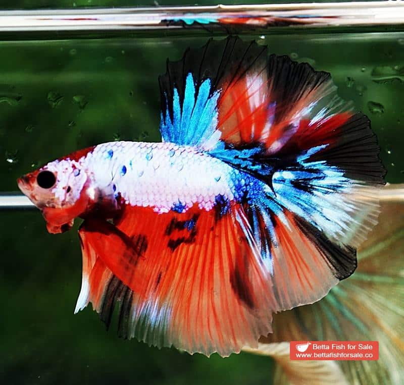 Betta fish OHM Multicolor Fancy Candy - Image 5