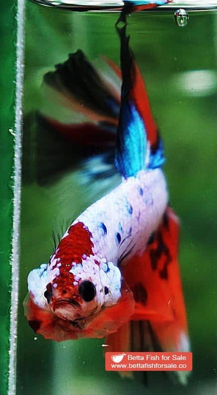 Betta fish OHM Multicolor Fancy Candy - Image 6