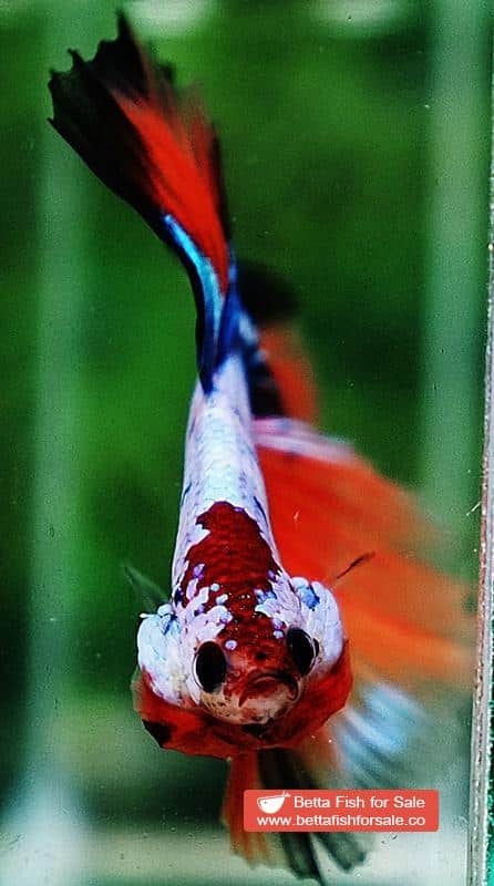 Betta fish OHM Multicolor Fancy Candy - Image 7