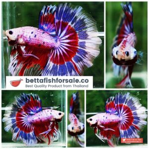 Betta fish OHM Fancy Tricolor Marble