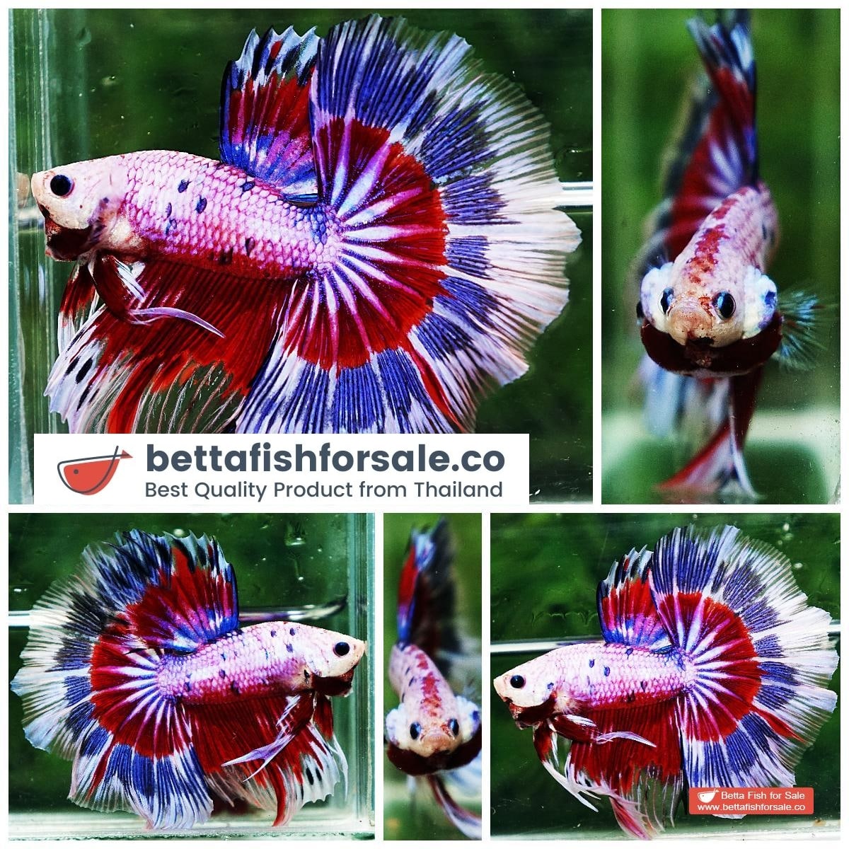 Betta fish OHM Fancy Tricolor Marble