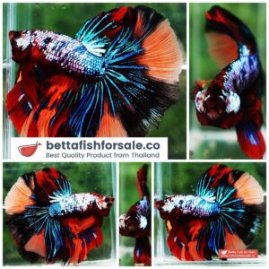 Betta fish HM Multicolor Candy Dragon