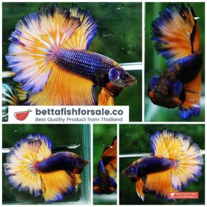 Betta fish OHM Purple Mustard Gas Rosetail