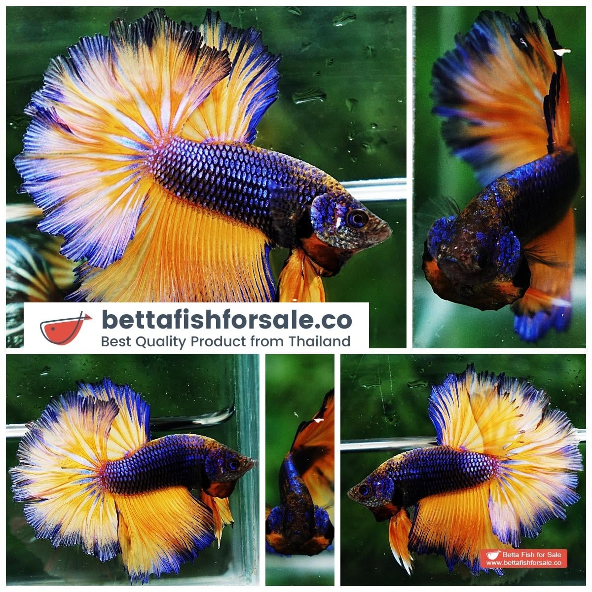Betta fish OHM Purple Mustard Gas Rosetail