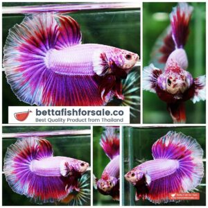 Betta fish HM Prince of SAKURA