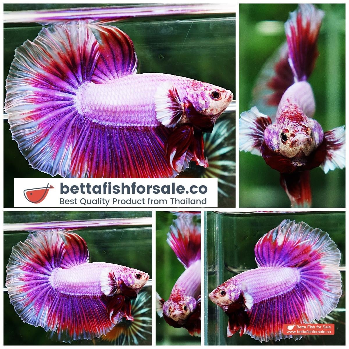 Betta fish HM Prince of SAKURA