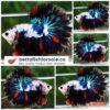 Betta fish OHM Multicolor Marble Rosetail