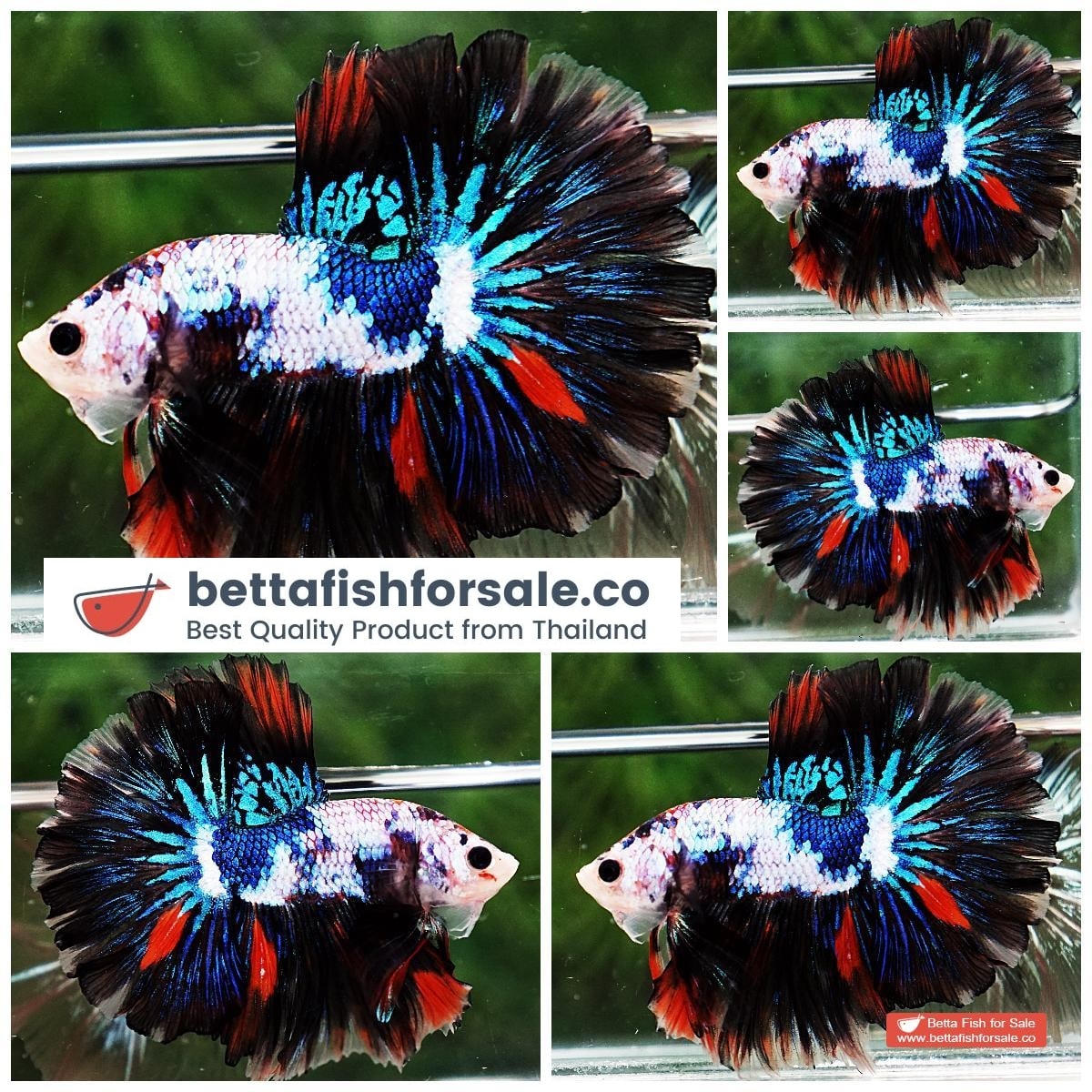 Betta fish OHM Multicolor Marble Rosetail