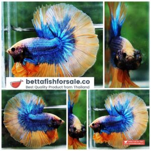 Betta fish OHM Yellow Blue Grizzle