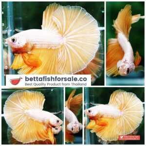 Betta fish OHM Gold Star Dragon