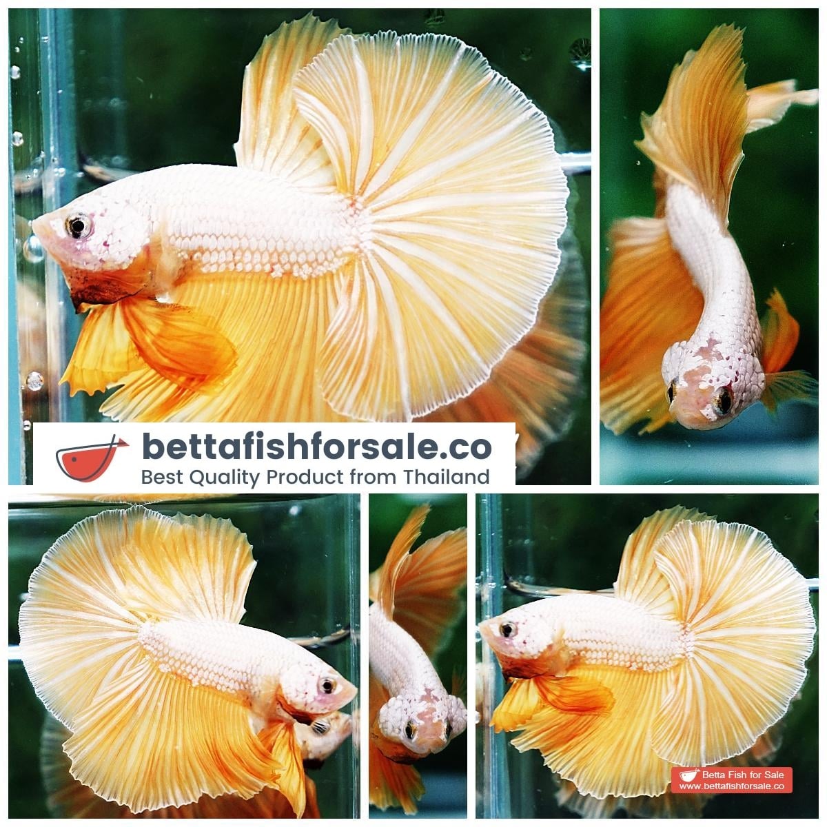 Betta fish OHM Gold Star Dragon