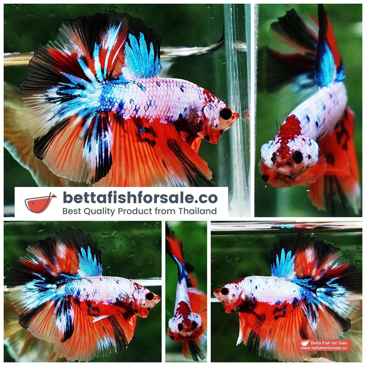 Betta fish OHM Multicolor Fancy Candy