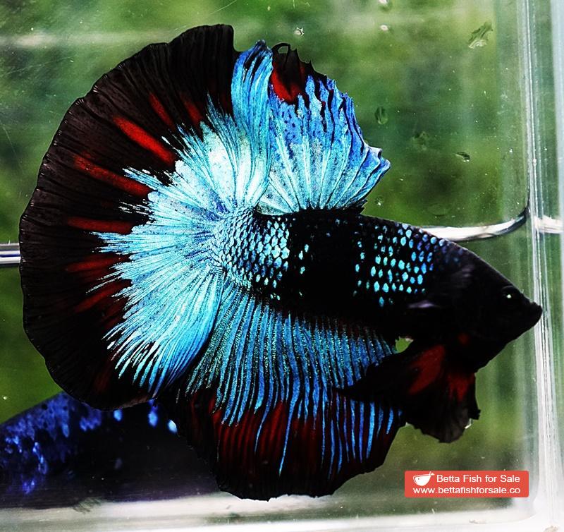 Betta fish HM King Black Star Avatar (Rare) - Image 3
