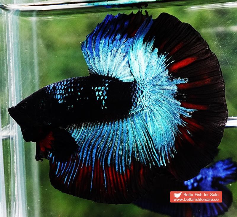 Betta fish HM King Black Star Avatar (Rare) - Image 6