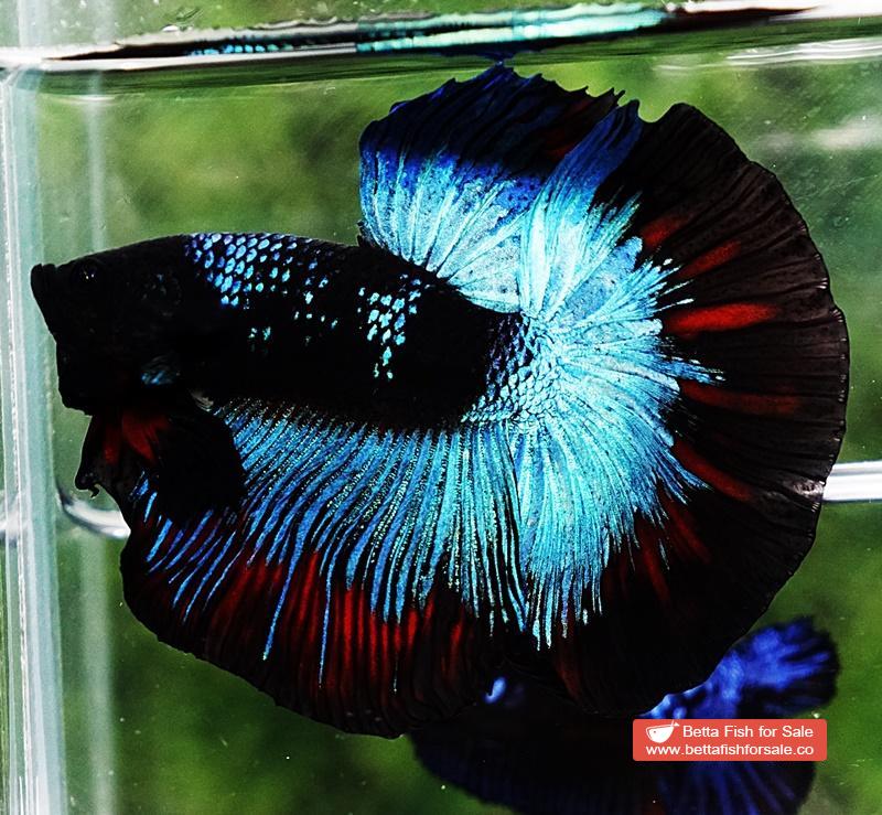 Betta fish HM King Black Star Avatar (Rare) - Image 2