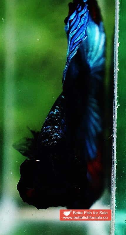 Betta fish HM King Black Star Avatar (Rare) - Image 8