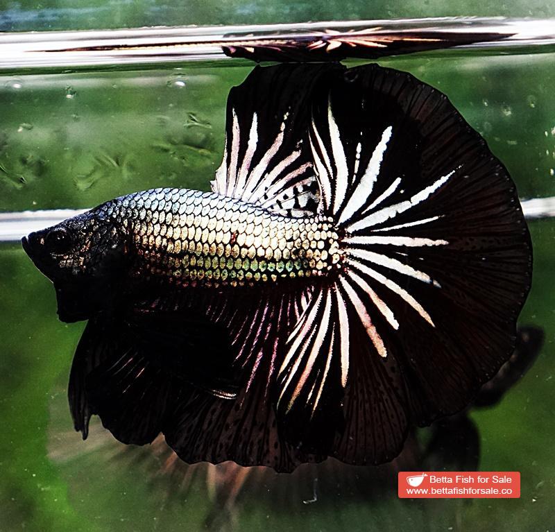 Betta fish OHM Black Dragon Copper - Image 4