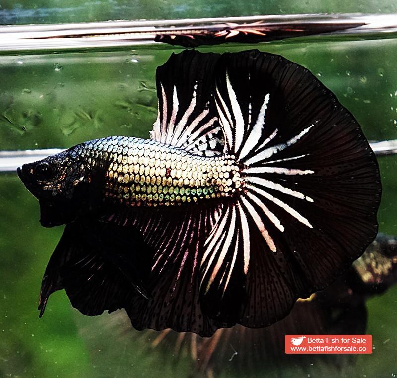 Betta fish OHM Black Dragon Copper - Image 2