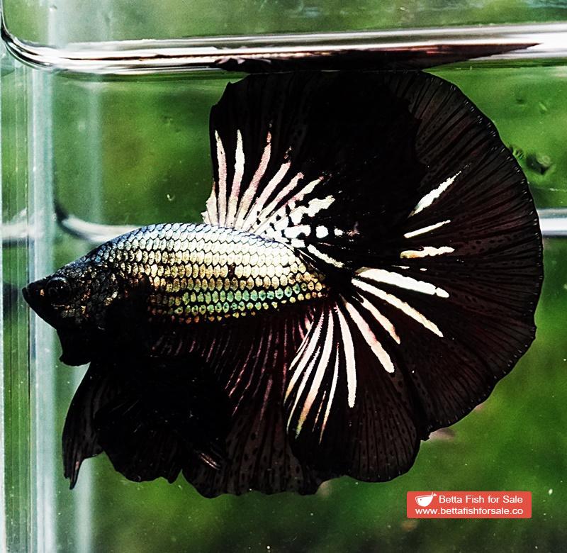 Betta fish OHM Black Dragon Copper - Image 5