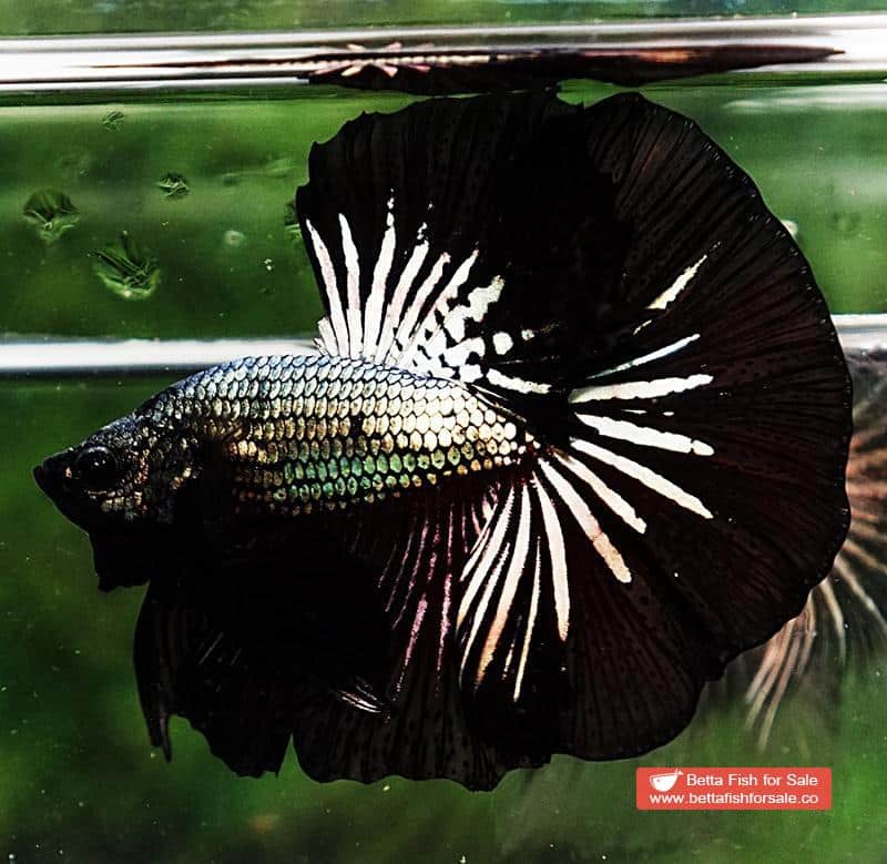 Betta fish OHM Black Dragon Copper - Image 6
