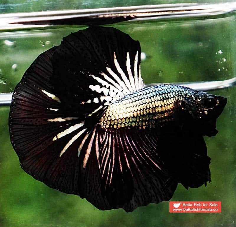 Betta fish OHM Black Dragon Copper - Image 3