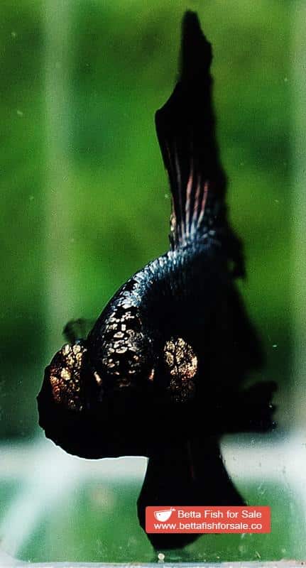 Betta fish OHM Black Dragon Copper - Image 7