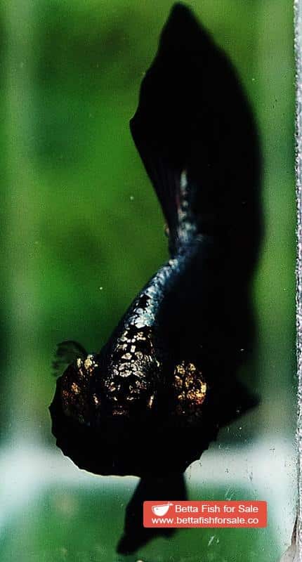 Betta fish OHM Black Dragon Copper - Image 8