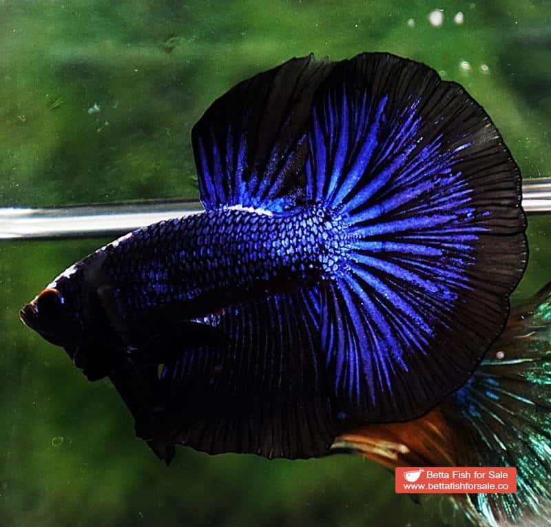Betta fish OHM Blue Black Peacock