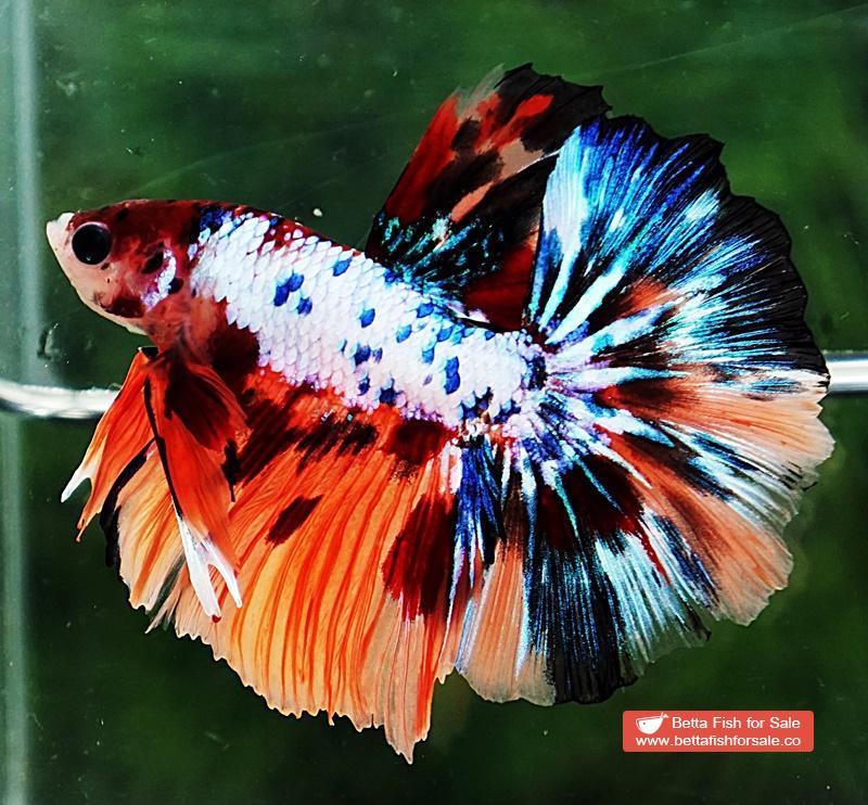 Betta fish HM Multicolor Marble Dot Candy - Image 6