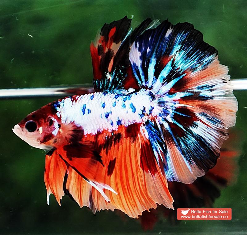 Betta fish HM Multicolor Marble Dot Candy - Image 2