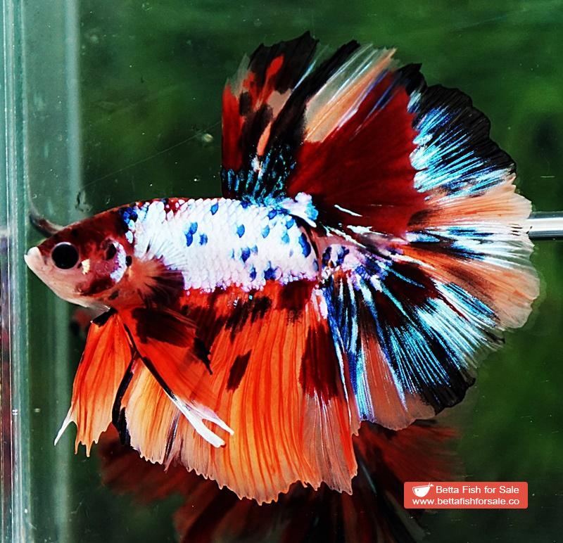 Betta fish HM Multicolor Marble Dot Candy - Image 4