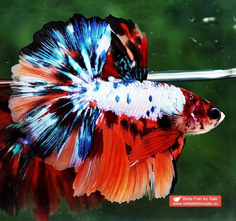 Betta fish HM Multicolor Marble Dot Candy - Image 5