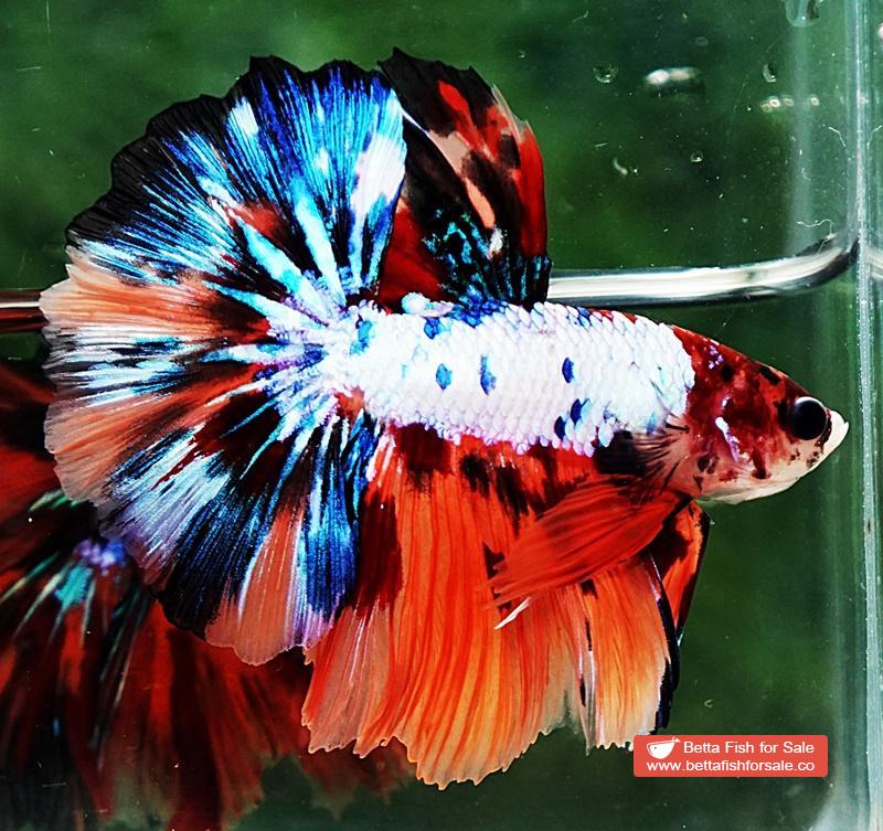 Betta fish HM Multicolor Marble Dot Candy - Image 3