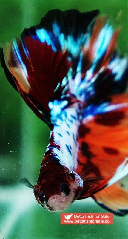 Betta fish HM Multicolor Marble Dot Candy - Image 7