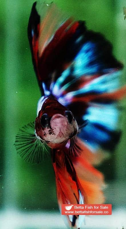Betta fish HM Multicolor Marble Dot Candy - Image 8