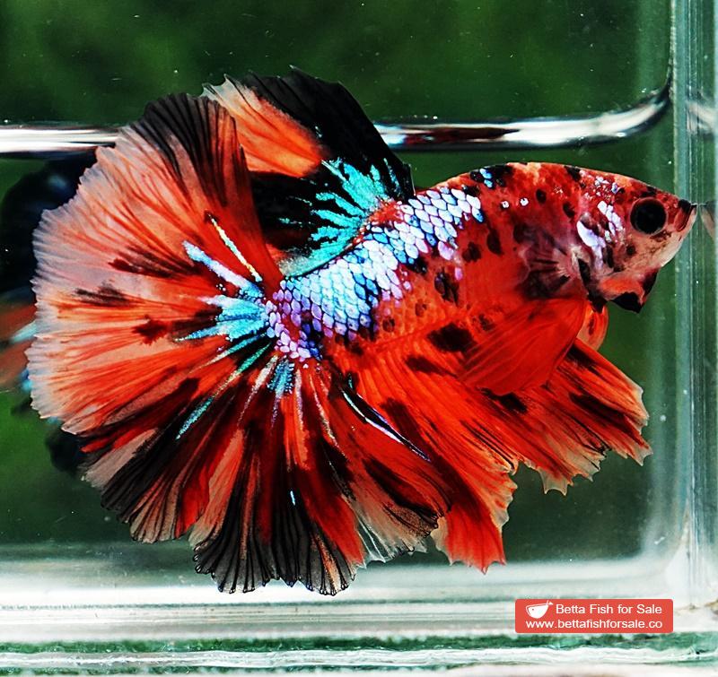 Betta fish OHM Tiger Multicolor - Image 4