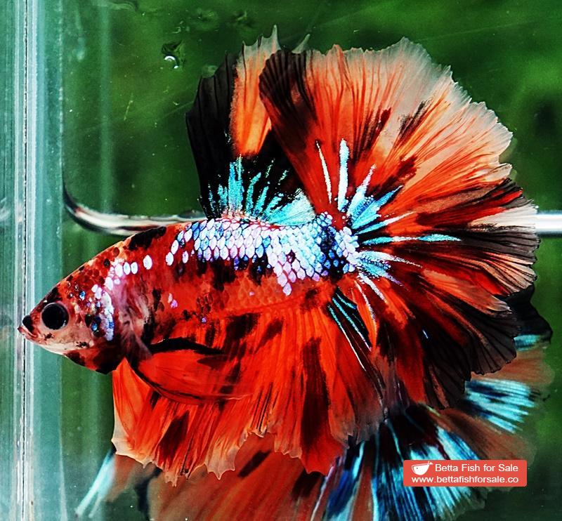 Betta fish OHM Tiger Multicolor - Image 3