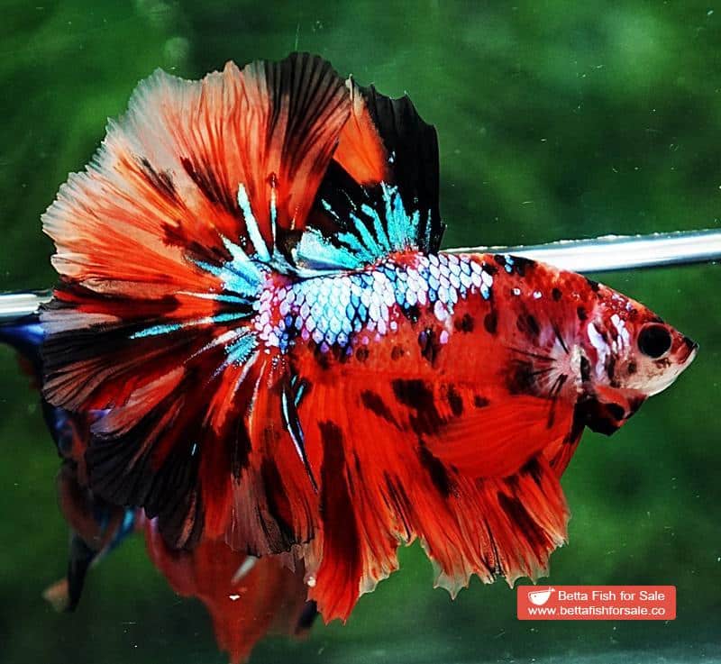 Betta fish OHM Tiger Multicolor - Image 2