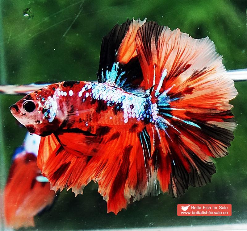 Betta fish OHM Tiger Multicolor - Image 5