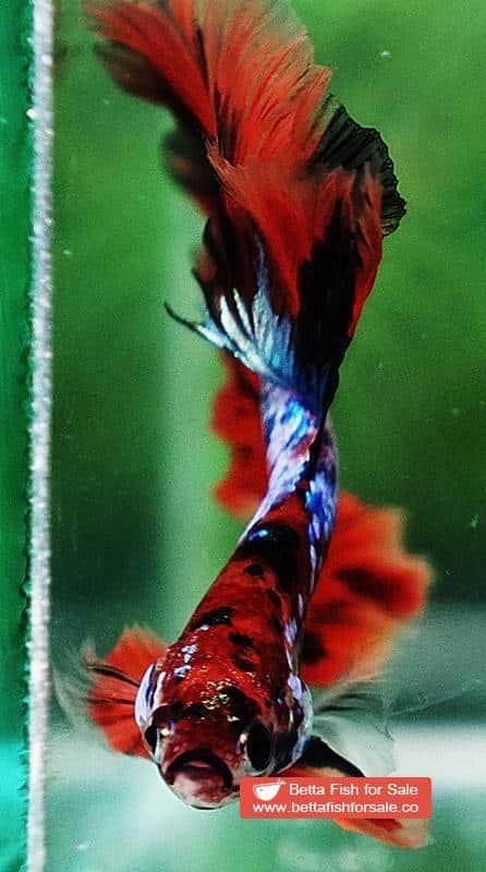 Betta fish OHM Tiger Multicolor - Image 6