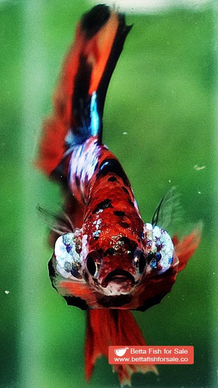 Betta fish OHM Tiger Multicolor - Image 7
