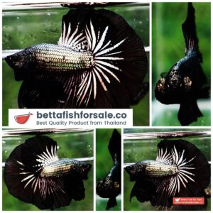 Betta fish OHM Black Dragon Copper