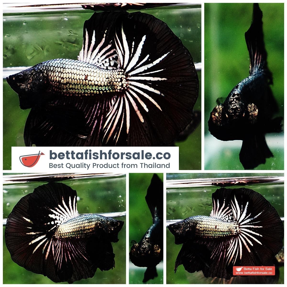 Betta fish OHM Black Dragon Copper