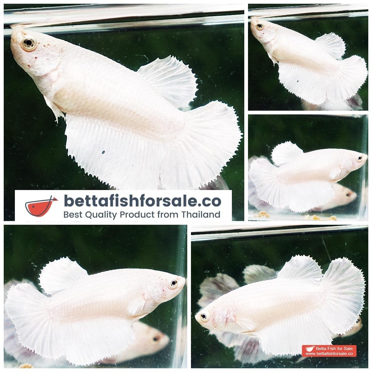 Betta fish Female HM Perfect White Platinum