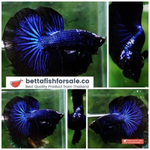Betta fish OHM Blue Black Peacock