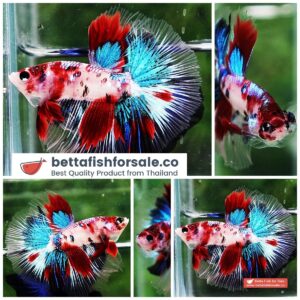 Betta fish HM Original Red & Blue Koi